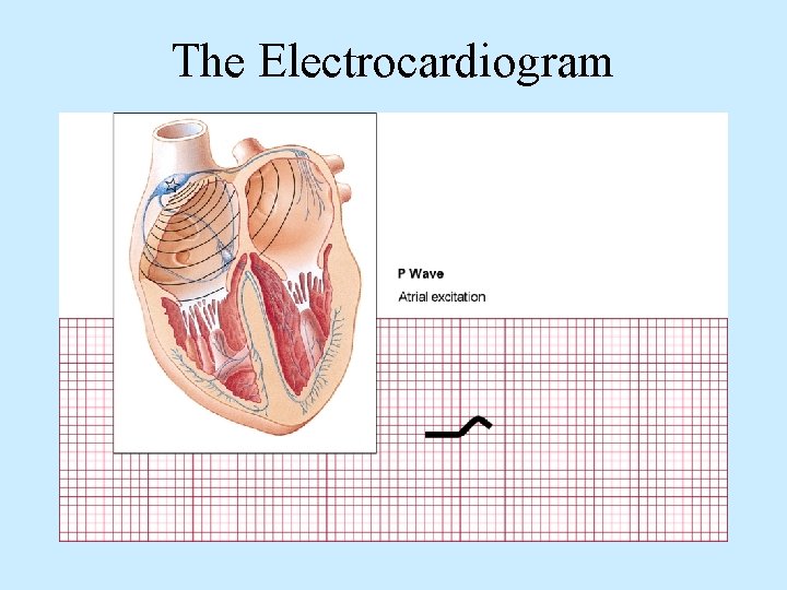 The Electrocardiogram 