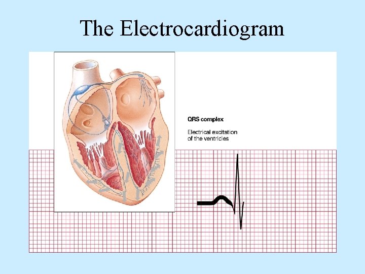 The Electrocardiogram 