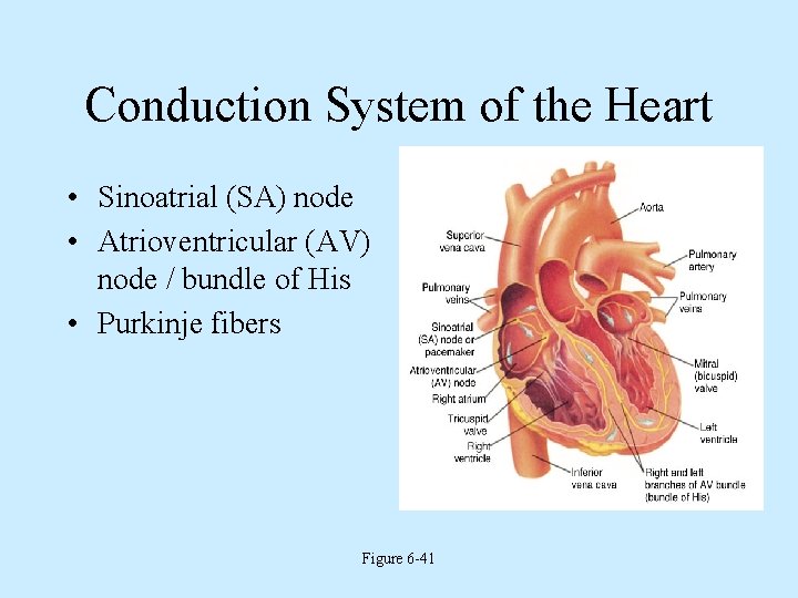 Conduction System of the Heart • Sinoatrial (SA) node • Atrioventricular (AV) node /