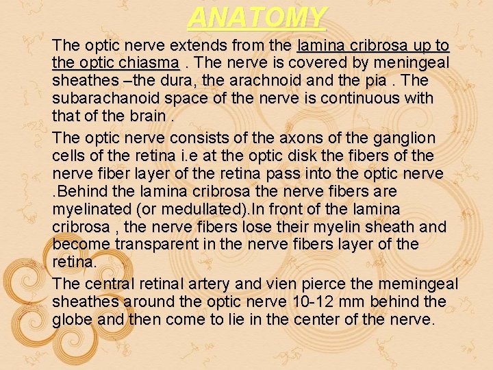 ANATOMY The optic nerve extends from the lamina cribrosa up to the optic chiasma. ANATOMY The optic nerve extends from the lamina cribrosa up to the optic chiasma.