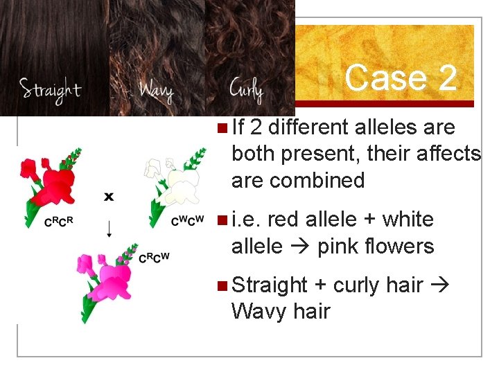 Case 2 n If 2 different alleles are both present, their affects are combined