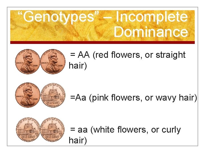 “Genotypes” – Incomplete Dominance = AA (red flowers, or straight hair) =Aa (pink flowers,