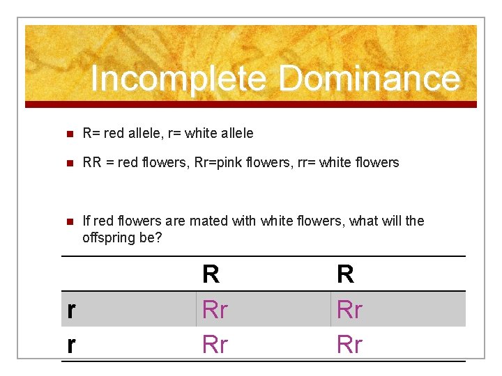 Incomplete Dominance n R= red allele, r= white allele n RR = red flowers,