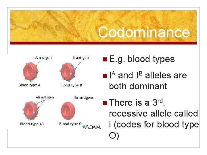 Codominance n E. g. blood types n IA and IB alleles are both dominant