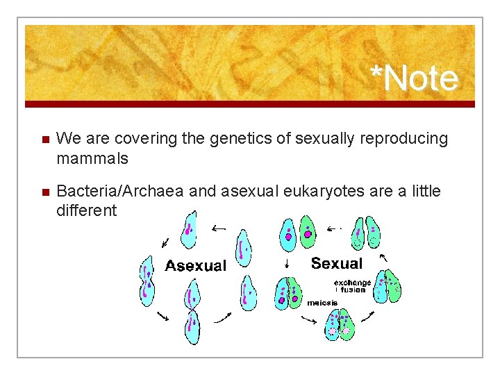 *Note n We are covering the genetics of sexually reproducing mammals n Bacteria/Archaea and