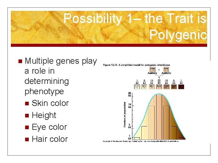 Possibility 1– the Trait is Polygenic n Multiple genes play a role in determining