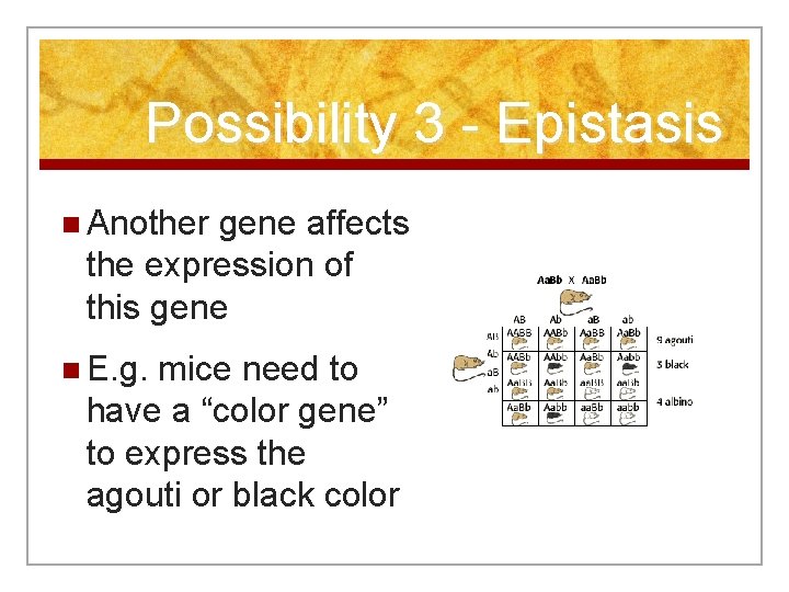 Possibility 3 - Epistasis n Another gene affects the expression of this gene n