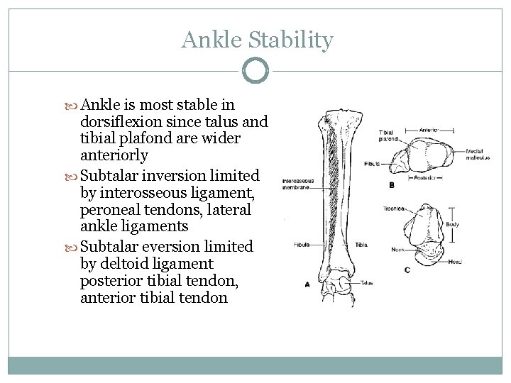 Ankle Stability Ankle is most stable in dorsiflexion since talus and tibial plafond are