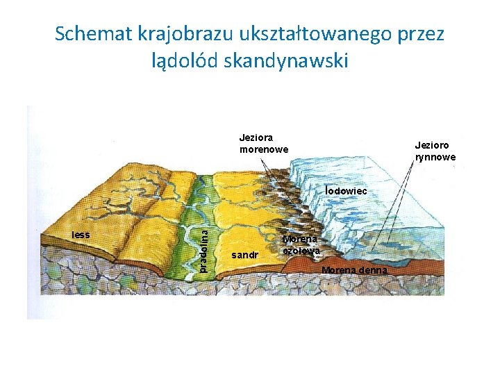 Schemat krajobrazu ukształtowanego przez lądolód skandynawski Jeziora morenowe Jezioro rynnowe less pradolina lodowiec sandr