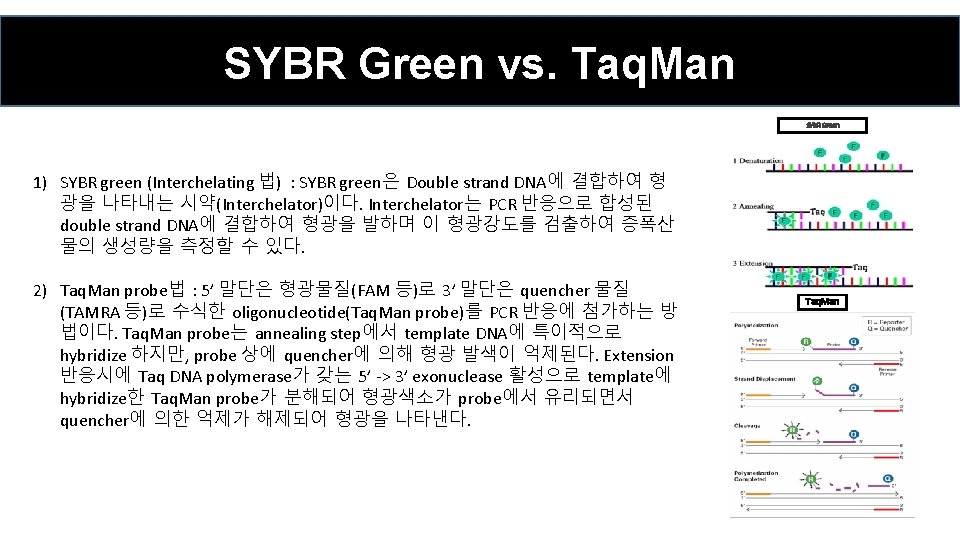 SYBR Green vs. Taq. Man SYBR Green 1) SYBR green (Interchelating 법) : SYBR