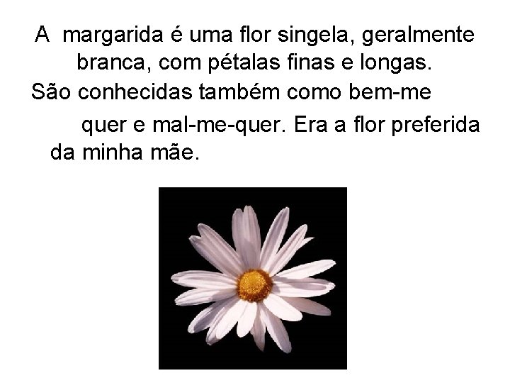 A margarida é uma flor singela, geralmente branca, com pétalas finas e longas. São