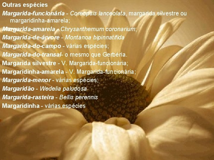 Outras espécies Margarida-funcionária - Coreopsis lanceolata, margarida silvestre ou margaridinha-amarela; Margarida-amarela - Chrysanthemum coronarium;