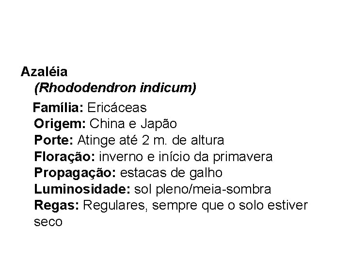 Azaléia (Rhododendron indicum) Família: Ericáceas Origem: China e Japão Porte: Atinge até 2 m.