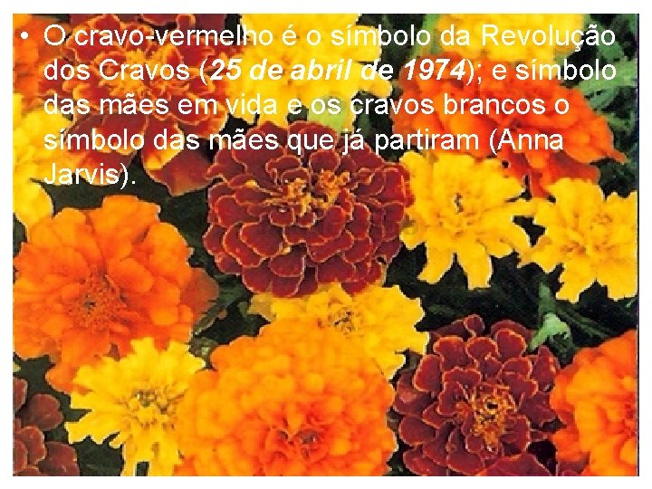  • O cravo-vermelho é o símbolo da Revolução dos Cravos (25 de abril