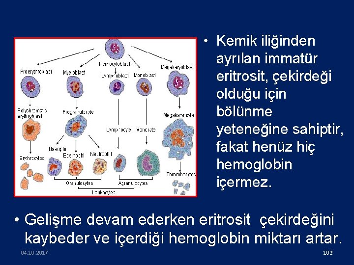  • Kemik iliğinden ayrılan immatür eritrosit, çekirdeği olduğu için bölünme yeteneğine sahiptir, fakat