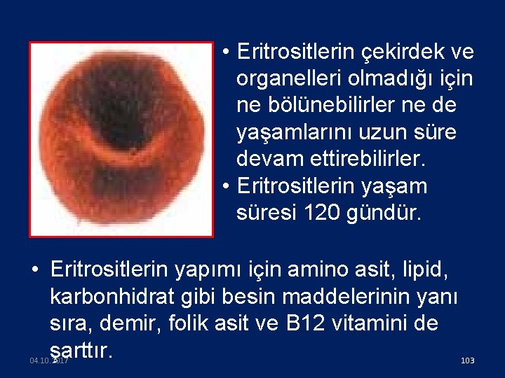  • Eritrositlerin çekirdek ve organelleri olmadığı için ne bölünebilirler ne de yaşamlarını uzun