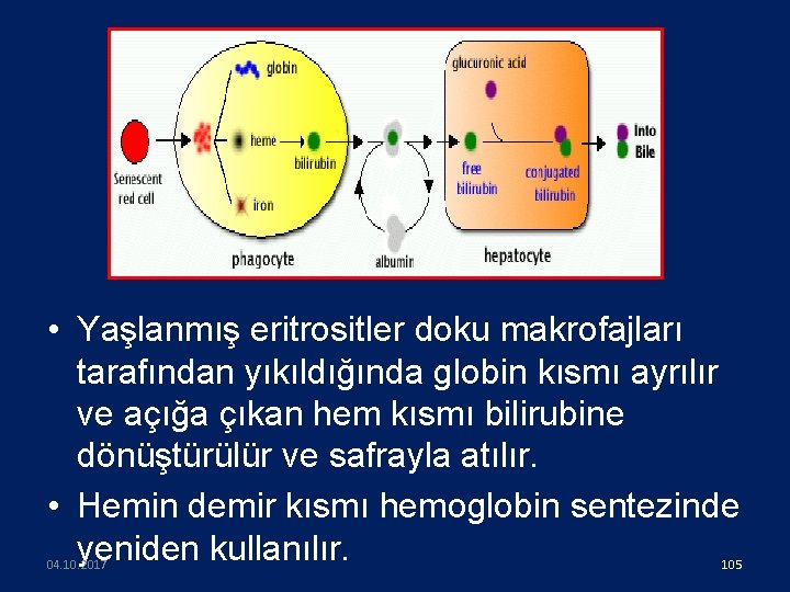  • Yaşlanmış eritrositler doku makrofajları tarafından yıkıldığında globin kısmı ayrılır ve açığa çıkan