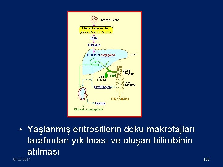 • Yaşlanmış eritrositlerin doku makrofajları tarafından yıkılması ve oluşan bilirubinin atılması 04. 10.
