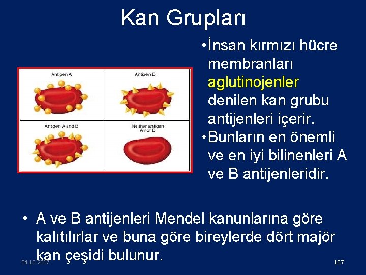 Kan Grupları • İnsan kırmızı hücre membranları aglutinojenler denilen kan grubu antijenleri içerir. •