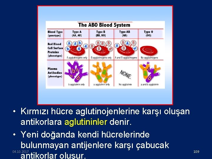  • Kırmızı hücre aglutinojenlerine karşı oluşan antikorlara aglutininler denir. • Yeni doğanda kendi