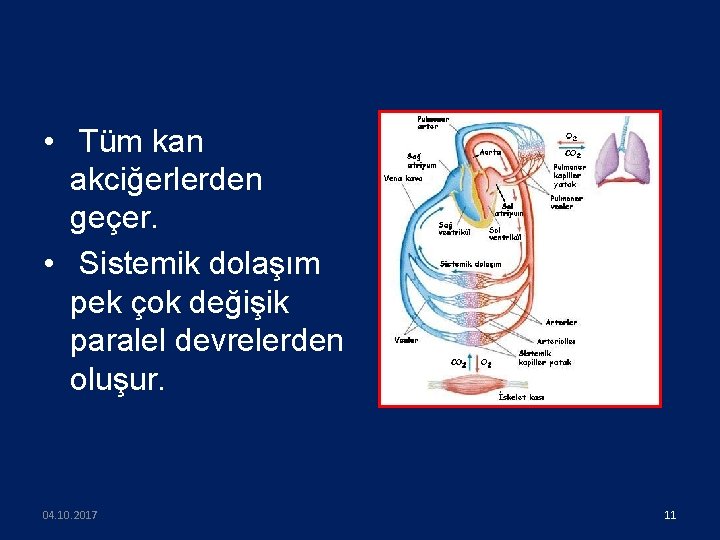  • Tüm kan akciğerlerden geçer. • Sistemik dolaşım pek çok değişik paralel devrelerden