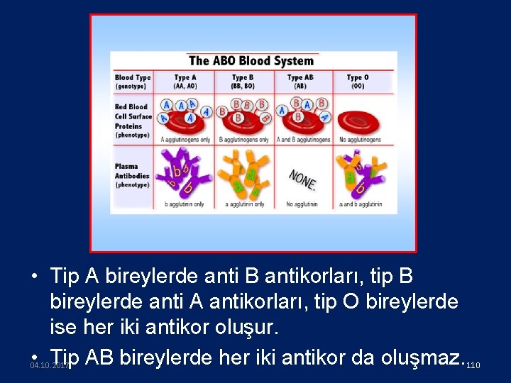  • Tip A bireylerde anti B antikorları, tip B bireylerde anti A antikorları,
