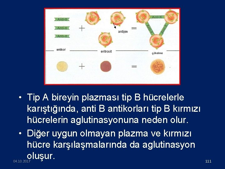  • Tip A bireyin plazması tip B hücrelerle karıştığında, anti B antikorları tip