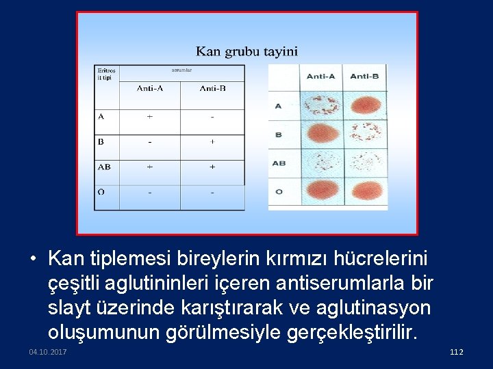  • Kan tiplemesi bireylerin kırmızı hücrelerini çeşitli aglutininleri içeren antiserumlarla bir slayt üzerinde