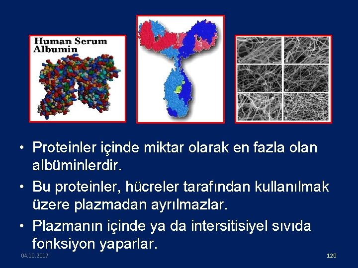  • Proteinler içinde miktar olarak en fazla olan albüminlerdir. • Bu proteinler, hücreler