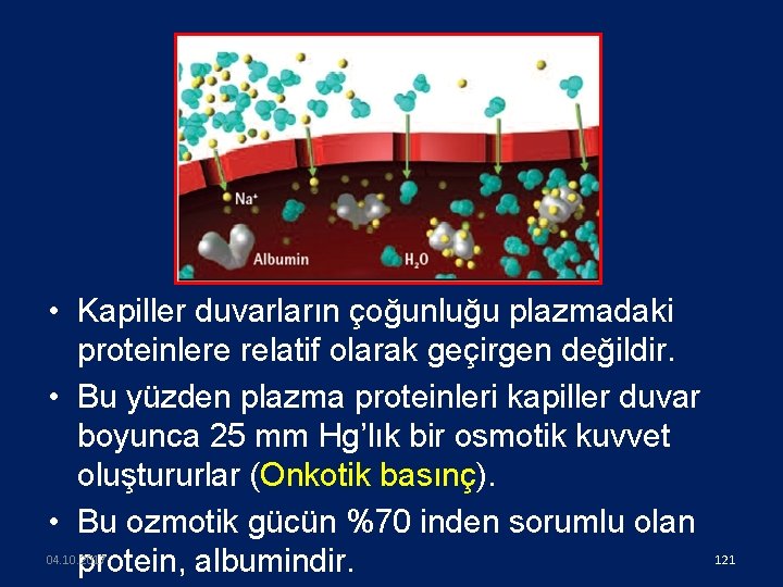 • Kapiller duvarların çoğunluğu plazmadaki proteinlere relatif olarak geçirgen değildir. • Bu yüzden