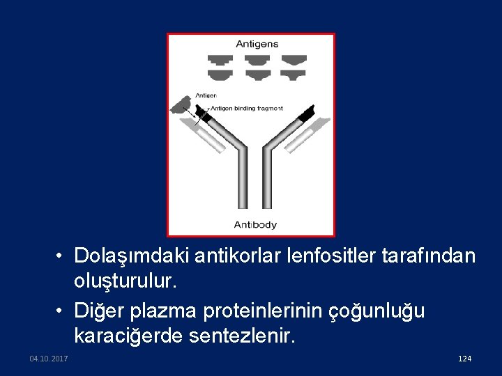  • Dolaşımdaki antikorlar lenfositler tarafından oluşturulur. • Diğer plazma proteinlerinin çoğunluğu karaciğerde sentezlenir.