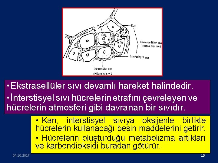  • Ekstrasellüler sıvı devamlı hareket halindedir. • İnterstisyel sıvı hücrelerin etrafını çevreleyen ve