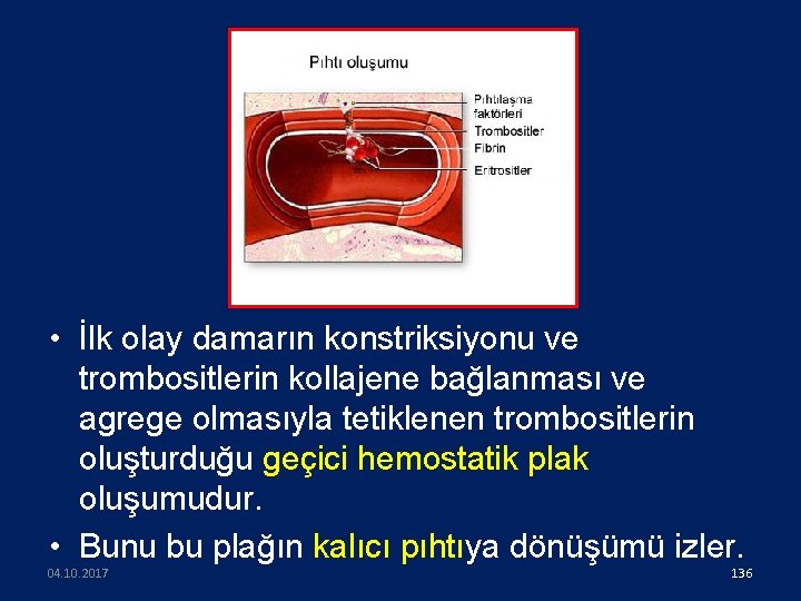  • İlk olay damarın konstriksiyonu ve trombositlerin kollajene bağlanması ve agrege olmasıyla tetiklenen