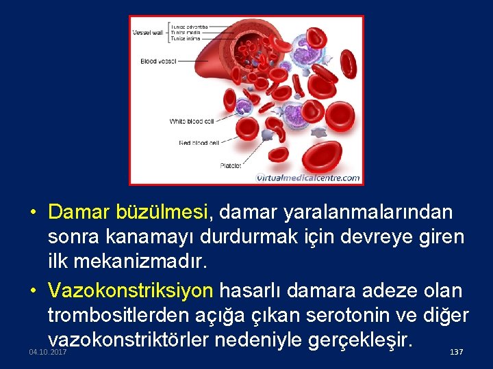  • Damar büzülmesi, damar yaralanmalarından sonra kanamayı durdurmak için devreye giren ilk mekanizmadır.