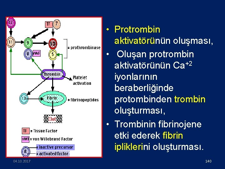  • Protrombin aktivatörünün oluşması, • Oluşan protrombin aktivatörünün Ca+2 iyonlarının beraberliğinde protombinden trombin