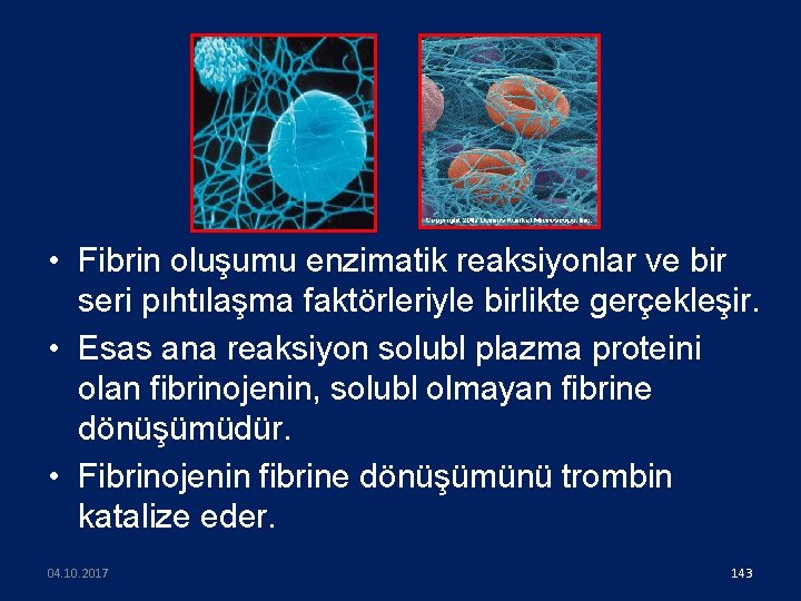  • Fibrin oluşumu enzimatik reaksiyonlar ve bir seri pıhtılaşma faktörleriyle birlikte gerçekleşir. •