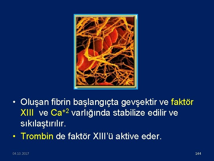  • Oluşan fibrin başlangıçta gevşektir ve faktör XIII ve Ca+2 varlığında stabilize edilir