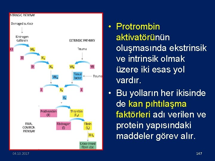  • Protrombin aktivatörünün oluşmasında ekstrinsik ve intrinsik olmak üzere iki esas yol vardır.