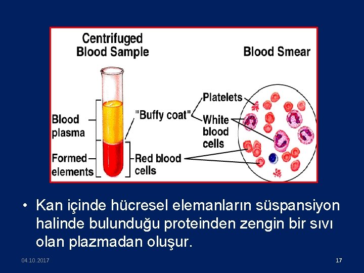  • Kan içinde hücresel elemanların süspansiyon halinde bulunduğu proteinden zengin bir sıvı olan