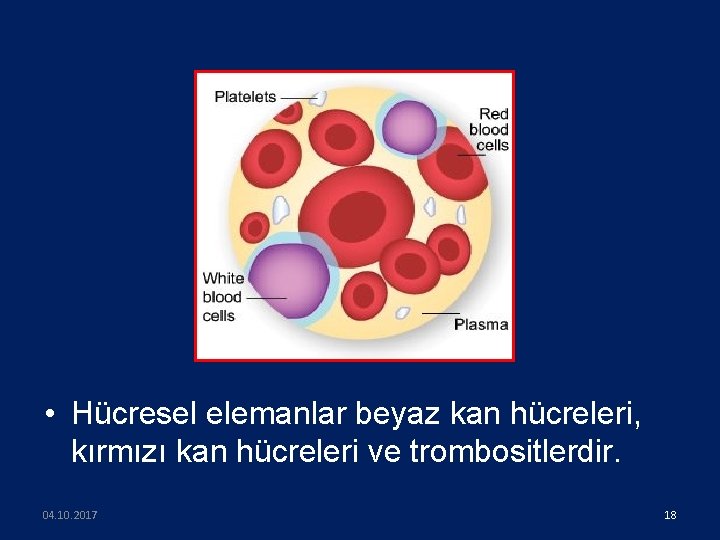  • Hücresel elemanlar beyaz kan hücreleri, kırmızı kan hücreleri ve trombositlerdir. 04. 10.