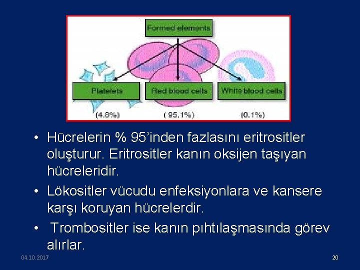  • Hücrelerin % 95’inden fazlasını eritrositler oluşturur. Eritrositler kanın oksijen taşıyan hücreleridir. •