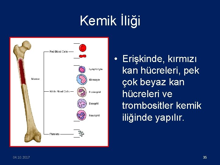 Kemik İliği • Erişkinde, kırmızı kan hücreleri, pek çok beyaz kan hücreleri ve trombositler