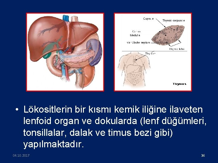  • Lökositlerin bir kısmı kemik iliğine ilaveten lenfoid organ ve dokularda (lenf düğümleri,