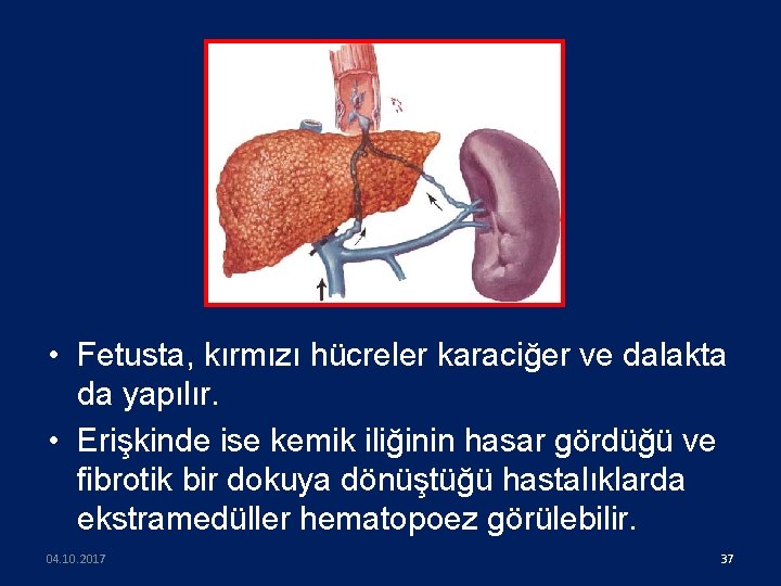  • Fetusta, kırmızı hücreler karaciğer ve dalakta da yapılır. • Erişkinde ise kemik