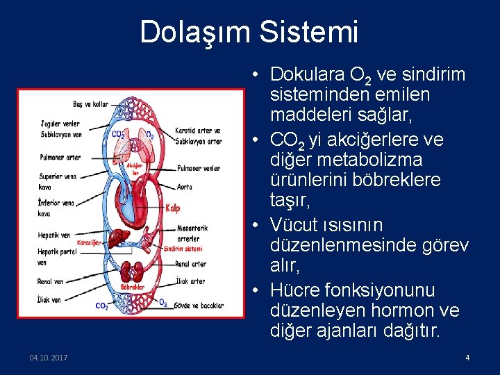 Dolaşım Sistemi • Dokulara O 2 ve sindirim sisteminden emilen maddeleri sağlar, • CO