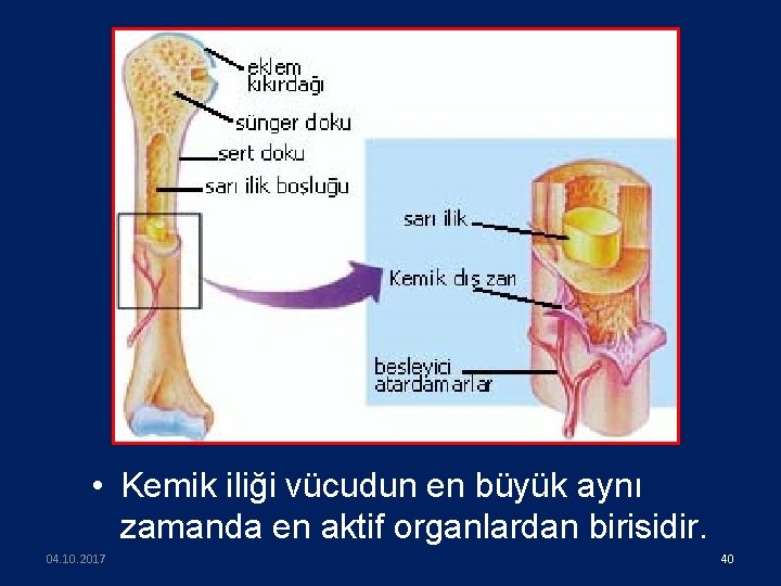  • Kemik iliği vücudun en büyük aynı zamanda en aktif organlardan birisidir. 04.