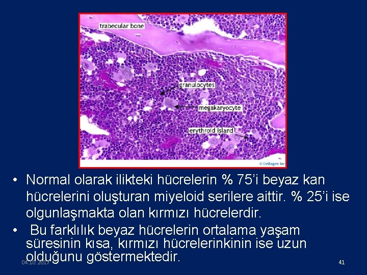  • Normal olarak ilikteki hücrelerin % 75’i beyaz kan hücrelerini oluşturan miyeloid serilere