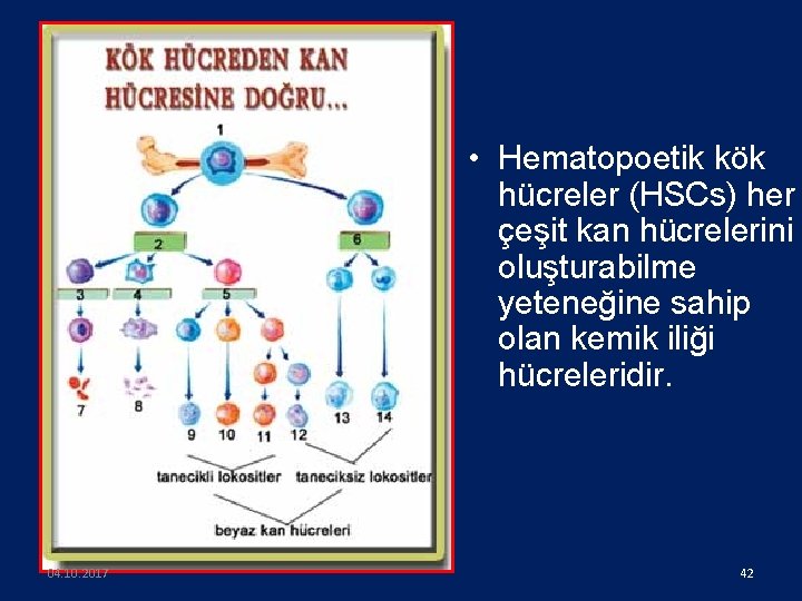  • Hematopoetik kök hücreler (HSCs) her çeşit kan hücrelerini oluşturabilme yeteneğine sahip olan