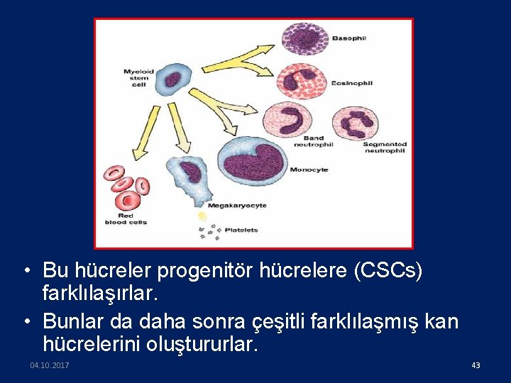  • Bu hücreler progenitör hücrelere (CSCs) farklılaşırlar. • Bunlar da daha sonra çeşitli