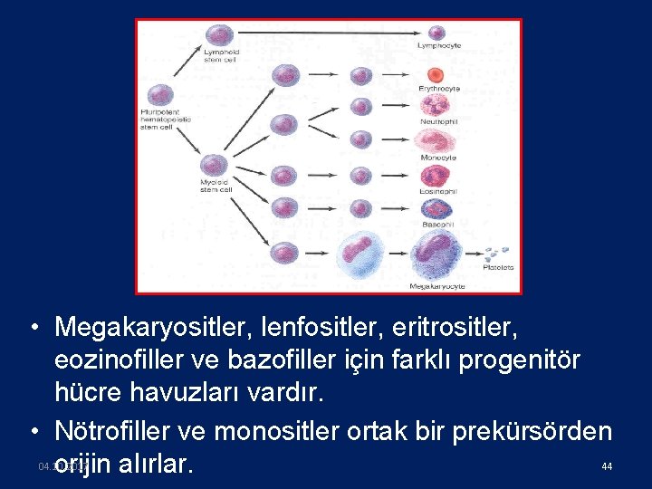  • Megakaryositler, lenfositler, eritrositler, eozinofiller ve bazofiller için farklı progenitör hücre havuzları vardır.